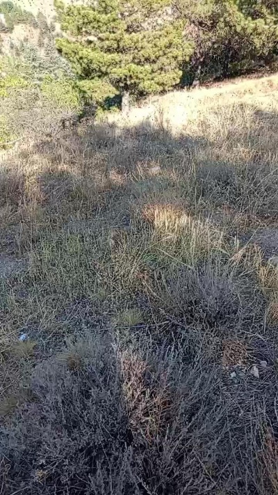 sikici20 live from Türkiye